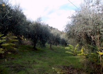 ASCOLI PICENO-Uliveto 09.jpg - Terreno agricolo Località Monticelli Alto, Ascoli Piceno - foto 11