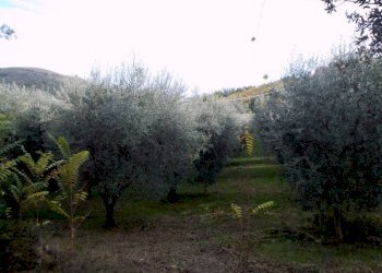 ASCOLI PICENO-Uliveto 10.jpg - Terreno agricolo Località Monticelli Alto, Ascoli Piceno - foto 12