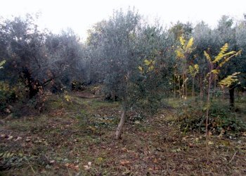 ASCOLI PICENO-Uliveto 11.jpg - Terreno agricolo Località Monticelli Alto, Ascoli Piceno - foto 13