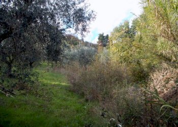 ASCOLI PICENO-Uliveto 14.jpg - Terreno agricolo Località Monticelli Alto, Ascoli Piceno - foto 14