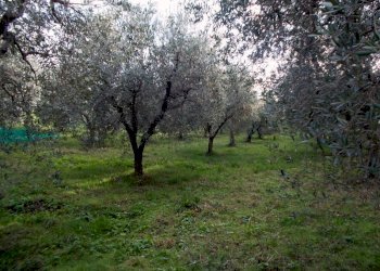 ASCOLI PICENO-Uliveto 15.jpg - Terreno agricolo Località Monticelli Alto, Ascoli Piceno - foto 15