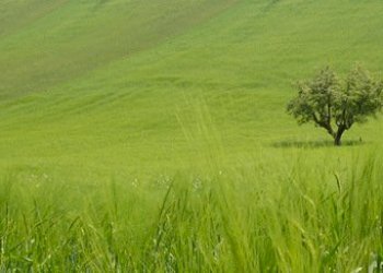 particolare terreno.jpg - Azienda agricola periferia, Petritoli - foto 1