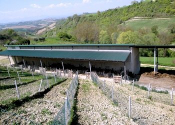 stalla maiali.JPG - Azienda agricola periferia, Petritoli - foto 5