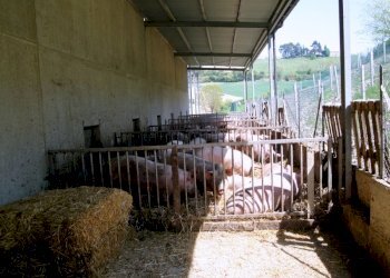 esterno stalla.JPG - Azienda agricola periferia, Petritoli - foto 6