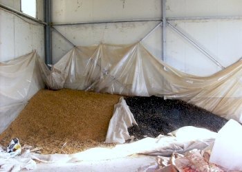 cereali.JPG - Azienda agricola periferia, Petritoli - foto 7