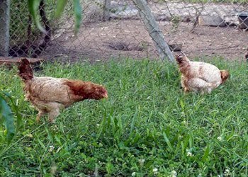 polli.jpg - Azienda agricola periferia, Petritoli - foto 12