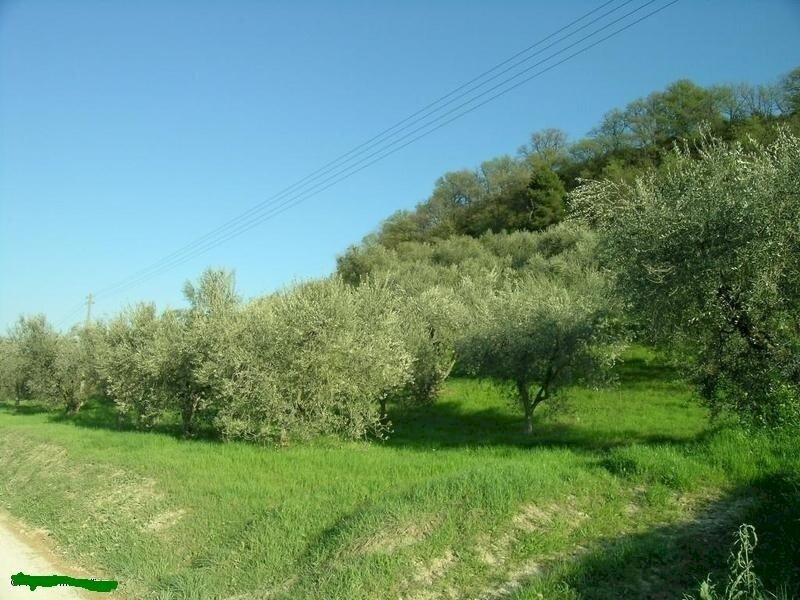 CAMPOFILONE- ULIVETO.JPG - Casale Contrada Montecamauro, Campofilone - foto 2