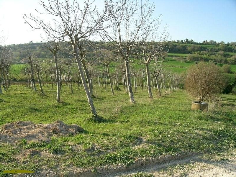 CAMPOFILONE-NOCETO.JPG - Casale Contrada Montecamauro, Campofilone - foto 3