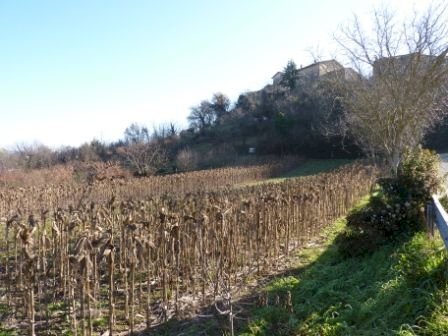 Land surrounding the house.JPG - Casa indipendente Venarotta - foto 3