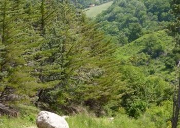 P1030201 (480x640) (480x640).jpg - Appartamento via dante, San Fele - foto 28