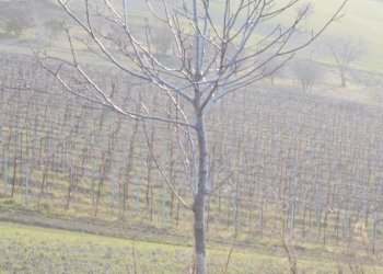 vigneto - Agricultural land contrada, Ripatransone - photo 1