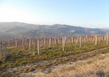 vigneto - Agricultural land contrada, Ripatransone - photo 4