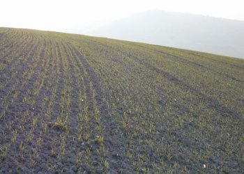 seminativo - Agricultural land contrada, Ripatransone - photo 5