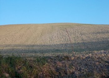 seminativo - Agricultural land contrada, Ripatransone - photo 7