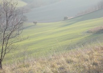 seminativo - Agricultural land contrada, Ripatransone - photo 8
