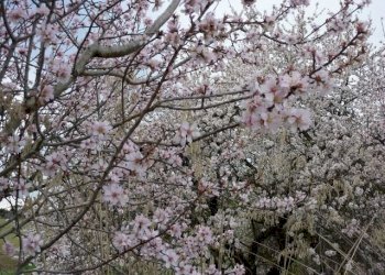 P1070514 (640x480).jpg - Casale Offida - photo 24