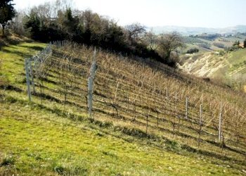 906-01.jpg - Terreno edificabile via dei piceni, Castorano - foto 4