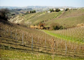 906-02.jpg - Terreno edificabile via dei piceni, Castorano - foto 5