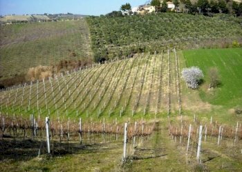 906-04.jpg - Terreno edificabile via dei piceni, Castorano - foto 7