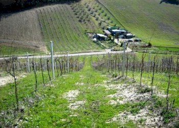 905-02.jpg - Terreno edificabile via dei piceni, Castorano - foto 6