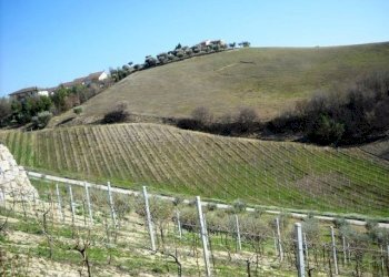 905-03.jpg - Terreno edificabile via dei piceni, Castorano - foto 7