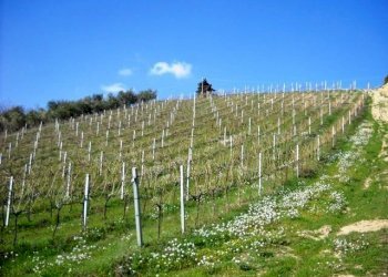 905-08.jpg - Terreno edificabile via dei piceni, Castorano - foto 8