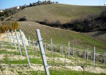 905- 01.jpg - Terreno edificabile via dei piceni, Castorano - foto 9