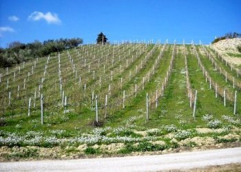 905-09.jpg - Terreno edificabile via dei piceni, Castorano - foto 10