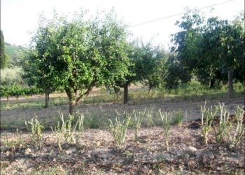 x - Rustic Offida - photo 6