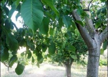 x - Rustic Offida - photo 7