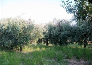 x - Rustic Offida - photo 8