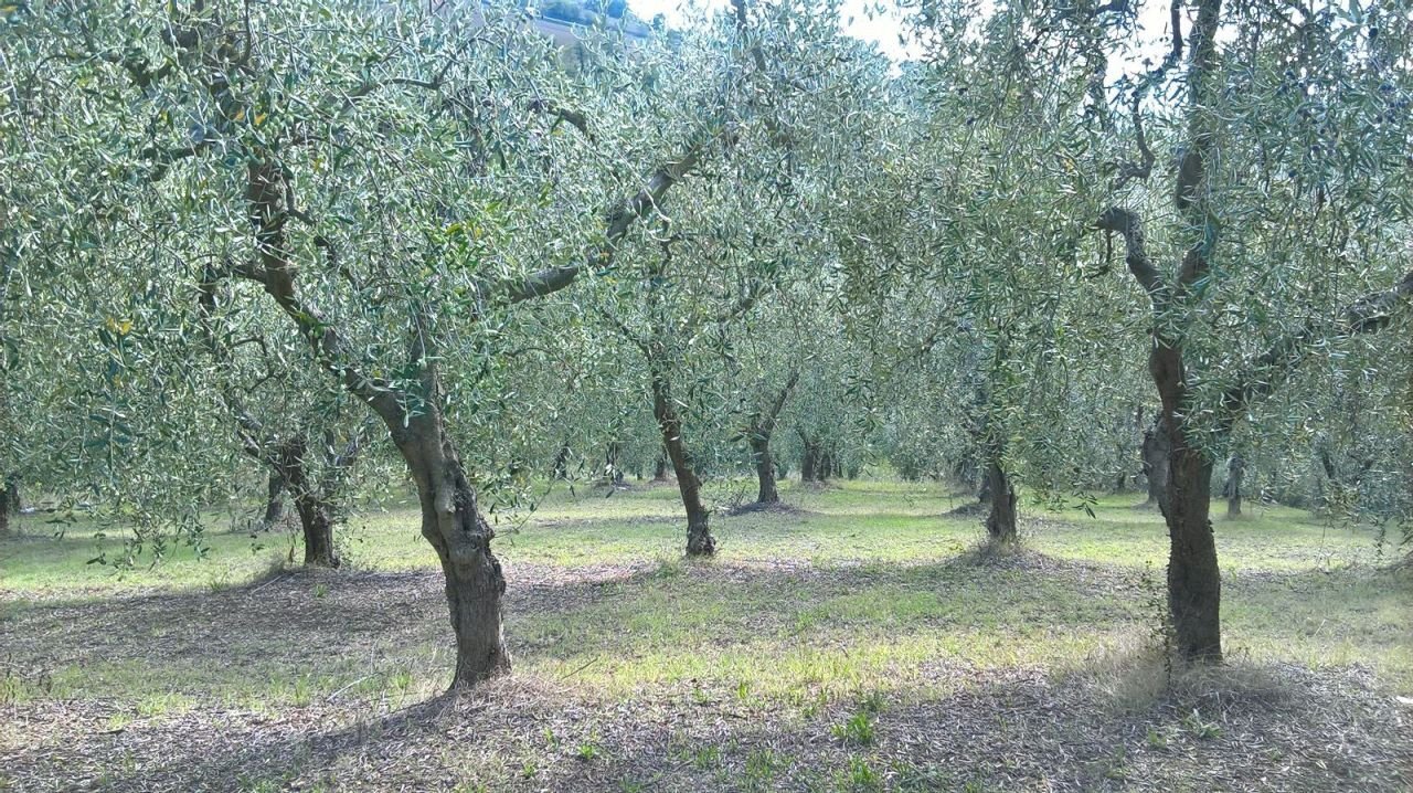 IMG-20161009-WA0001_1476001992210.jpg - Terreno agricolo sasso glorioso, Lugnano in Teverina - foto 2