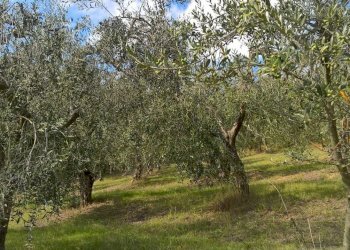 IMG-20161009-WA0006_1476001991493.jpg - Terreno agricolo sasso glorioso, Lugnano in Teverina - foto 1