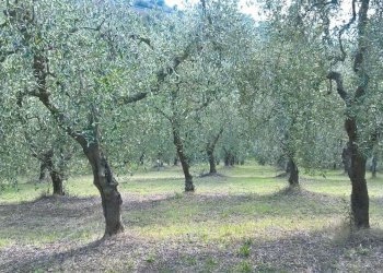 IMG-20161009-WA0001_1476001992210.jpg - Terreno agricolo sasso glorioso, Lugnano in Teverina - foto 2