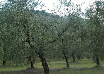 IMG-20161009-WA0005_1476001991605.jpg - Terreno agricolo sasso glorioso, Lugnano in Teverina - foto 3
