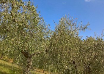 IMG-20161009-WA0009_1476001991095.jpg - Terreno agricolo sasso glorioso, Lugnano in Teverina - foto 4