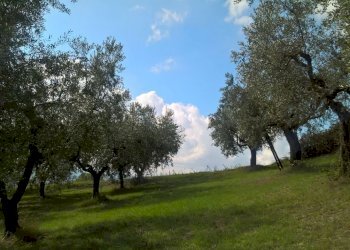 IMG-20161009-WA0011_1476001990526.jpg - Terreno agricolo sasso glorioso, Lugnano in Teverina - foto 5