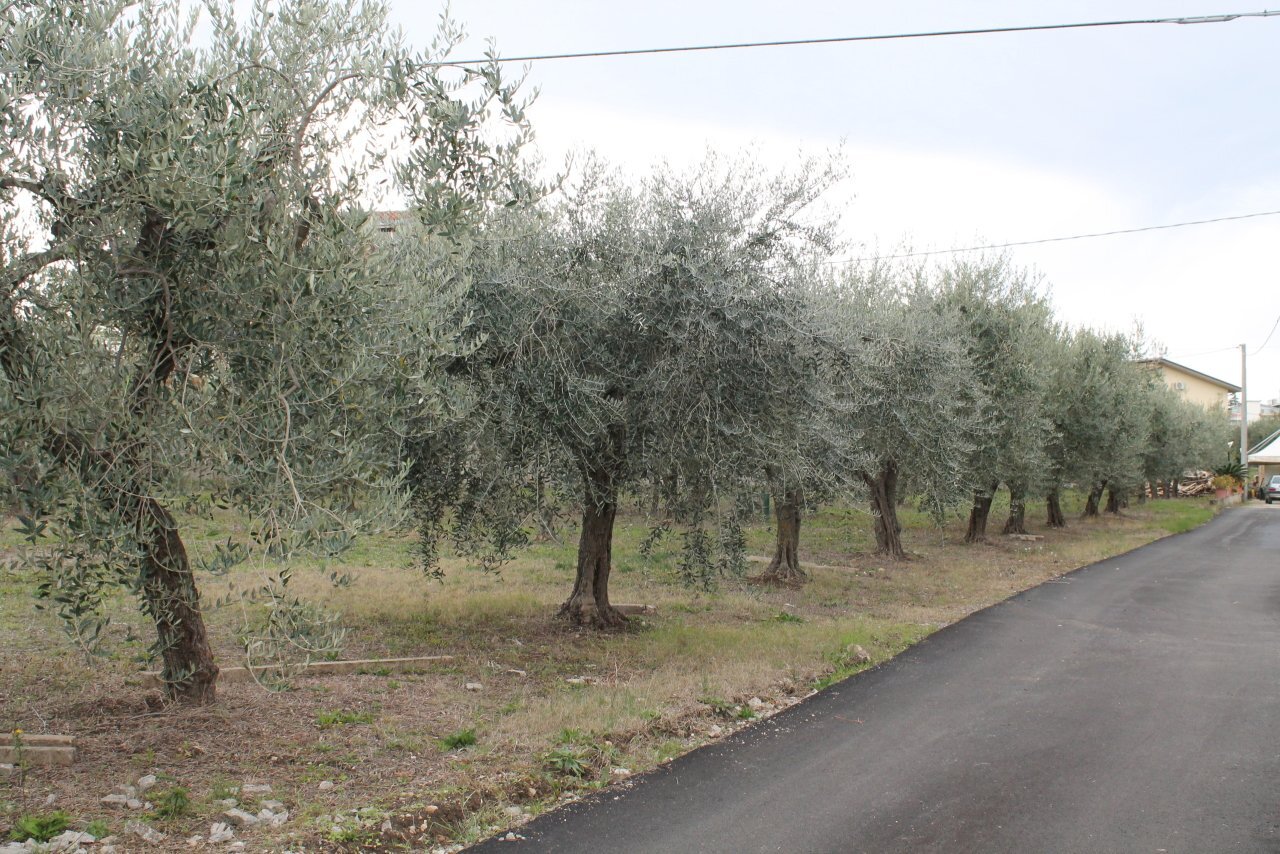 IMG_9839.JPG - Terreno agricolo Via Santa Croce snc, Lanciano - foto 1