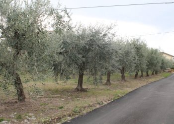 IMG_9839.JPG - Terreno agricolo Via Santa Croce snc, Lanciano - foto 1