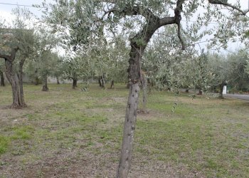 IMG_9842.JPG - Terreno agricolo Via Santa Croce snc, Lanciano - foto 4