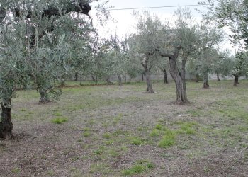 IMG_9843.JPG - Terreno agricolo Via Santa Croce snc, Lanciano - foto 5