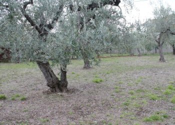 IMG_9844.JPG - Terreno agricolo Via Santa Croce snc, Lanciano - foto 6