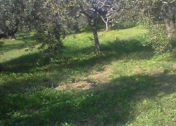 IMG_2357.JPG - Terreno agricolo Torrevecchia Teatina - foto 1