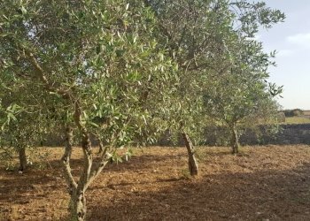 17.jpg - Rustico Modica - foto 15