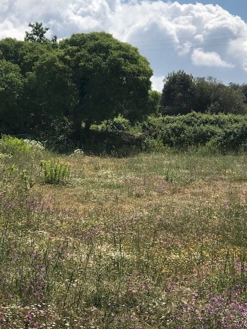 IMG_8160.jpg - Terreno agricolo Unnamed Road, Modica - foto 1