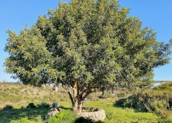 16.jpg - Rustico Via Fosso Tantillo 691, Modica - foto 13