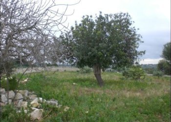 CIMG0521.JPG - Rustico Modica - foto 11