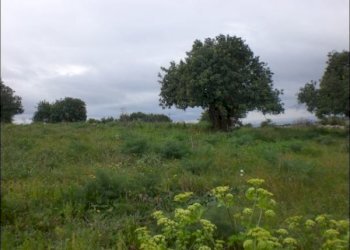 TERRENO.JPG - Agricultural land Scicli - photo 5