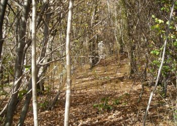 terreno-in-vista-lago-a-miazzina-frazione-alpe-pal - Terreno edificabile via fontana SNC, Miazzina - foto 4