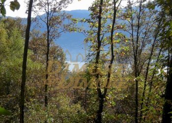 terreno-in-vista-lago-a-miazzina-frazione-alpe-pal - Terreno edificabile via fontana SNC, Miazzina - foto 11